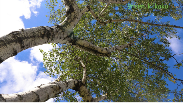 グリーン企画のキリトリセカイ 大きな木